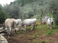 monte-leano-11